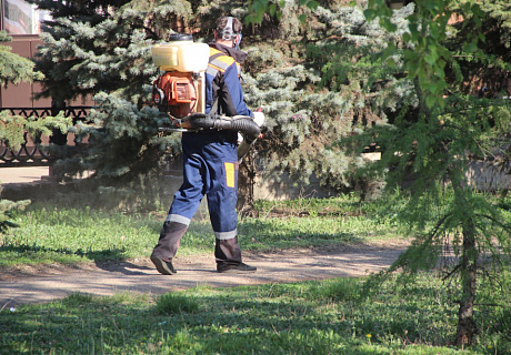 Дезинсекция городских скверов, парков