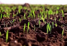 В районах Оренбуржья начали сеять яровые культуры