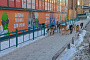 В Оренбуржье принят закон об умерщвлении бездомных животных