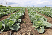 Аграрии Оренбургской области приступили к сбору овощей открытого грунта