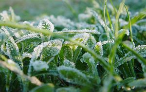 В ночь на 10 мая в Оренбуржье ожидается до -5°C