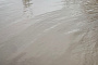 Последствия паводка в Орске: 3700 трупов животных и 26 тонн негодных продуктов