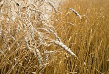 В Оренбургской области идёт уборка зерновых