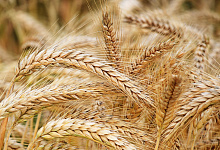 Первый миллион тонн зерна намолотили аграрии Оренбуржья