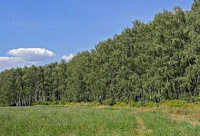 Вокруг городов Оренбуржья планируют высадить новые лесополосы