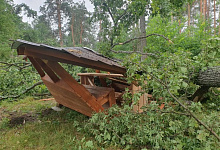 В Бузулукском бору сильный шторм повалил деревья 