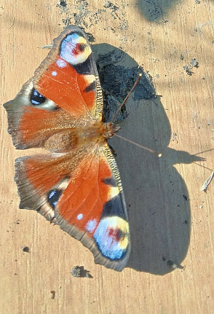 Уникальная коллекция бабочек Бузулукского бора